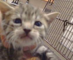Shelter Stray Female Cat last seen AURELIUS WAY/TRAJAN DR,95662, 3839 Bradshaw Rd, Sacramento, CA 95827, USA