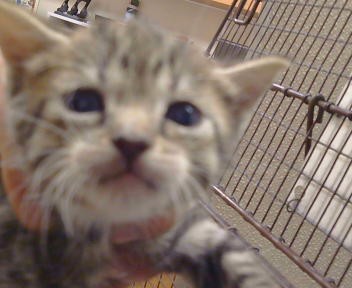 Shelter Stray Female Cat last seen AURELIUS WAY/TRAJAN DR,95662, 3839 Bradshaw Rd, Sacramento, CA 95827, USA
