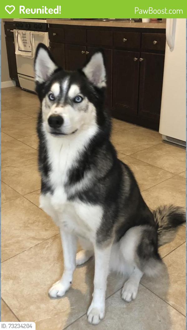 Reunited Male Dog last seen Desmoines dr, Poinciana, FL 34759