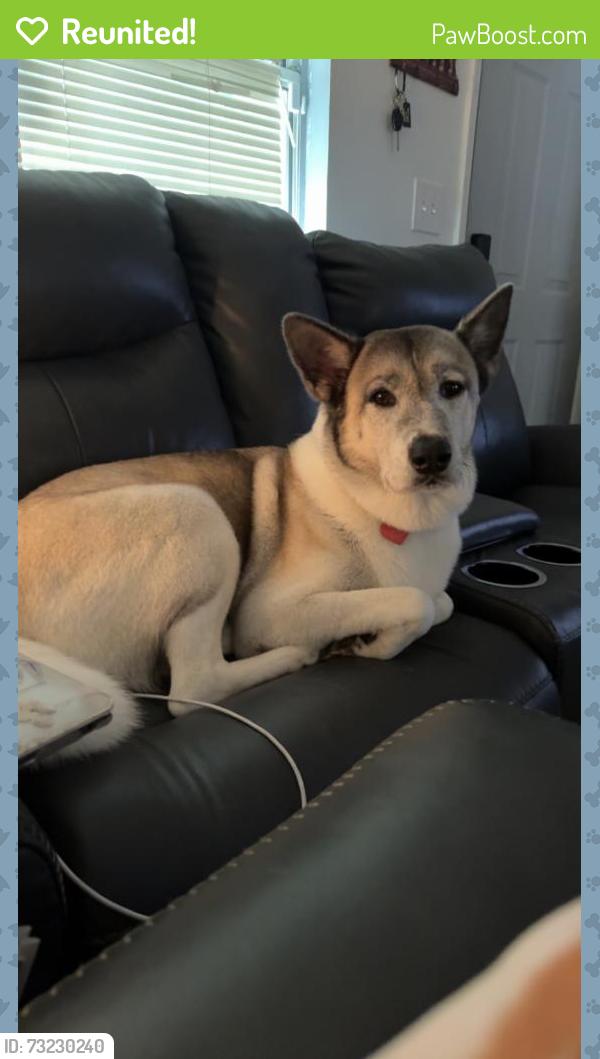 Reunited Female Dog last seen e highland ave, Clermont, FL 34711