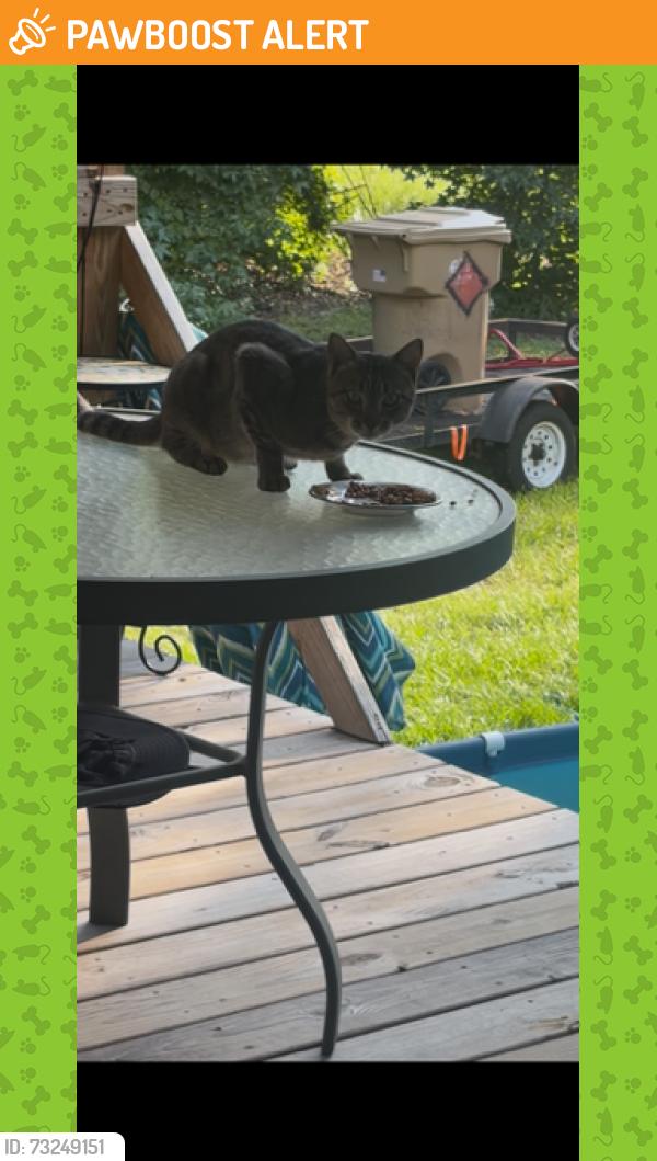 Found/Stray Unknown Cat last seen Number two Road, Howey-in-the-Hills, FL 34737