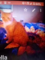 Lost Male Cat last seen Pearl st, Enfield, CT 06082