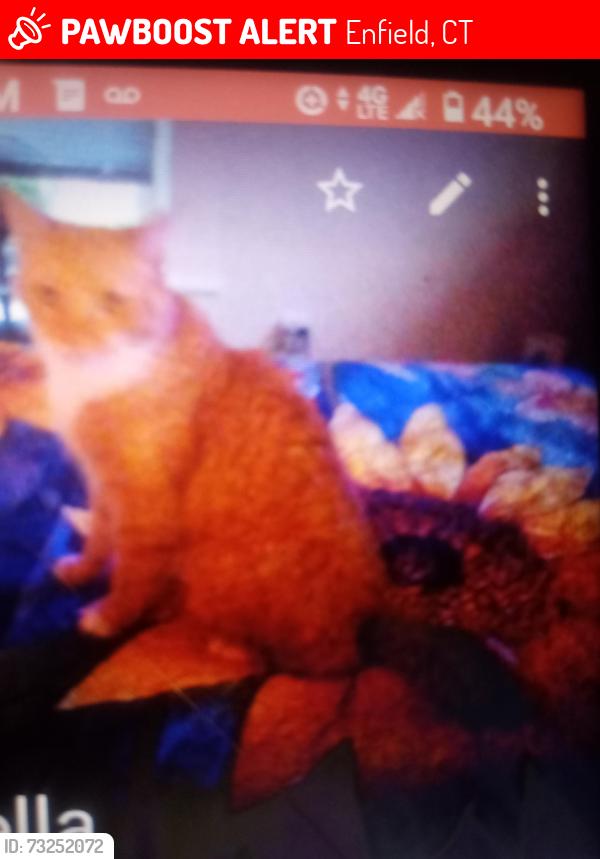 Lost Male Cat last seen Pearl st, Enfield, CT 06082