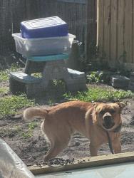 Lost Male Dog last seen Near Village terrace dr Tampa Fl 33624, Tampa, FL 33624