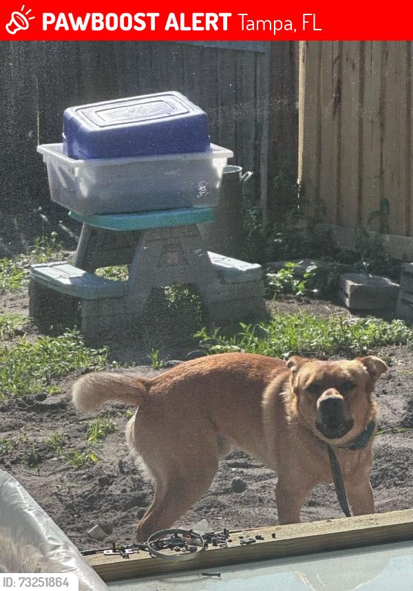 Lost Male Dog last seen Near Village terrace dr Tampa Fl 33624, Tampa, FL 33624