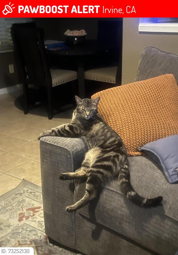 Lost Male Cat last seen Yale and Irvine Blvd by del taco, Irvine, CA 92620