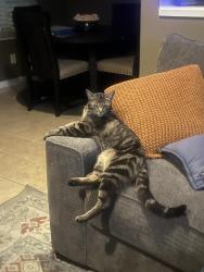 Lost Male Cat last seen Yale and Irvine Blvd by del taco, Irvine, CA 92620