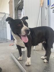 Shelter Stray Female Dog last seen Near BLOCK GIBSON ST, BAKERSFIELD CA 93308, 3951 Fruitvale Ave, Bakersfield, CA 93308, USA