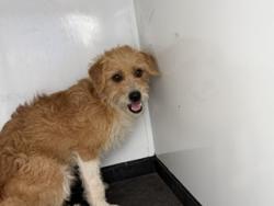 Shelter Stray Male Dog last seen Near BLOCK HOLDEN ST, ARVIN CA 93203, 3951 Fruitvale Ave, Bakersfield, CA 93308, USA