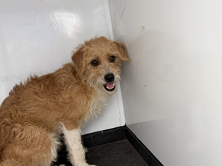 Shelter Stray Male Dog last seen Near BLOCK HOLDEN ST, ARVIN CA 93203, 3951 Fruitvale Ave, Bakersfield, CA 93308, USA