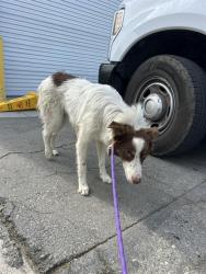Shelter Stray Male Dog last seen Near BLOCK PEARL ST, BAKERSFIELD CA 93305, 3951 Fruitvale Ave, Bakersfield, CA 93308, USA