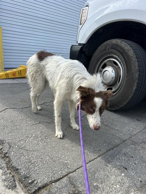 Shelter Stray Male Dog last seen Near BLOCK PEARL ST, BAKERSFIELD CA 93305, 3951 Fruitvale Ave, Bakersfield, CA 93308, USA