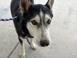 Shelter Stray Male Dog last seen Near BLOCK HOLDEN ST, ARVIN CA 93203, 3951 Fruitvale Ave, Bakersfield, CA 93308, USA