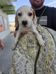 Shelter Stray Female Dog last seen Near BLOCK TEJON HWY, BAKERSFIELD CA 93307, 3951 Fruitvale Ave, Bakersfield, CA 93308, USA