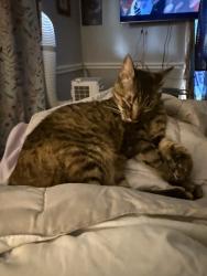 Reunited Female Cat last seen Cambridge St, Alvin, TX 77511