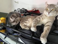 Lost Male Cat last seen 7th street and Carondelet, Los Angeles, CA 90057