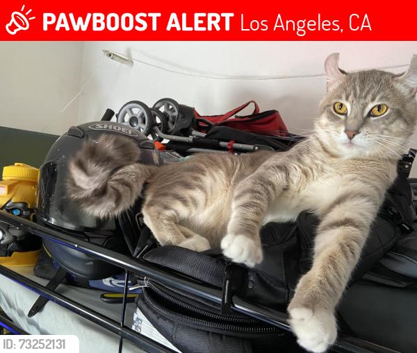 Lost Male Cat last seen 7th street and Carondelet, Los Angeles, CA 90057