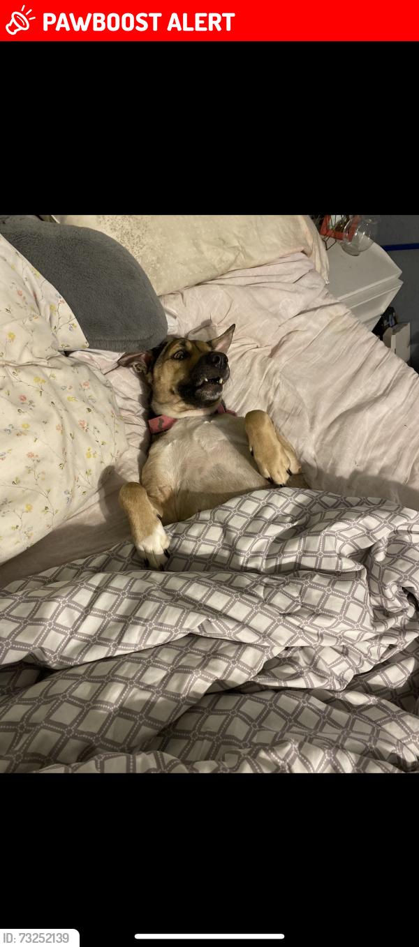 Lost Female Dog last seen Huntsville, Montgomery County, TX 77318