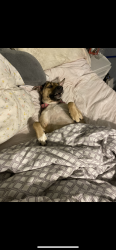 Lost Female Dog last seen Huntsville, Montgomery County, TX 77318