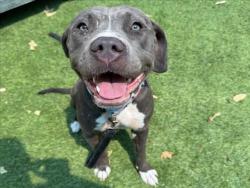 Shelter Stray Female Dog last seen , 14409 Vanowen St, Van Nuys, CA 91405, USA