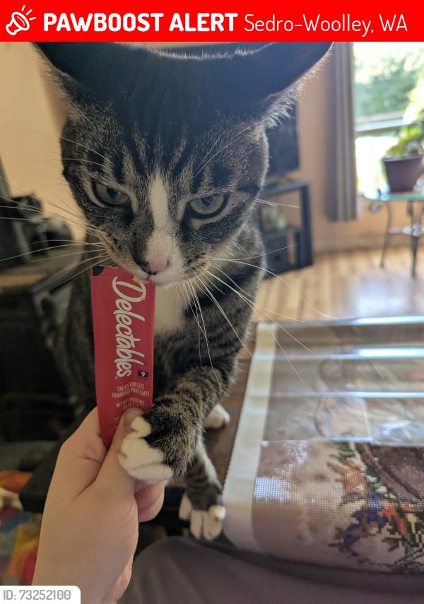Lost Male Cat last seen Grip Road and Hoogdahl, Sedro-Woolley, WA 98284