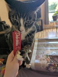Lost Male Cat last seen Grip Road and Hoogdahl, Sedro-Woolley, WA 98284