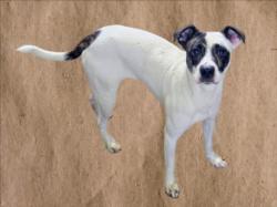 Shelter Stray Male Dog last seen , 14409 Vanowen St, Van Nuys, CA 91405, USA