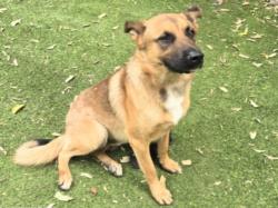 Shelter Stray Male Dog last seen , 14409 Vanowen St, Van Nuys, CA 91405, USA