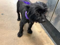 Shelter Stray Male Dog last seen , 14409 Vanowen St, Van Nuys, CA 91405, USA