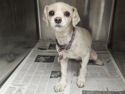 Shelter Stray Female Dog last seen , 14409 Vanowen St, Van Nuys, CA 91405, USA