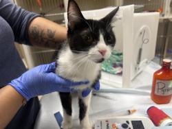 Shelter Stray Female Cat last seen Near BLOCK W DEAN RD, 3839 W Burnham St, West Milwaukee, WI 53215, USA