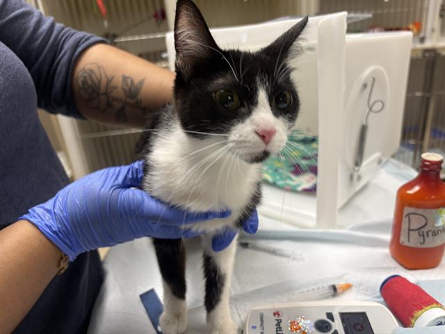 Shelter Stray Female Cat last seen Near BLOCK W DEAN RD, 3839 W Burnham St, West Milwaukee, WI 53215, USA
