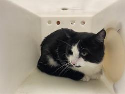 Shelter Stray Male Cat last seen Near BLOCK S 51ST ST, 3839 W Burnham St, West Milwaukee, WI 53215, USA