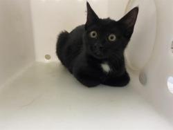 Shelter Stray Female Cat last seen Near BLOCK W WASHINGTON BLVD, 3839 W Burnham St, West Milwaukee, WI 53215, USA