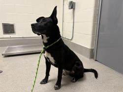 Shelter Stray Male Dog last seen AUBURN FOLSOM RD &SACRAMENTO ST, 11232 B Ave, Auburn, CA 95603, USA
