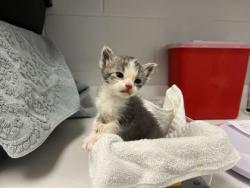 Shelter Stray Male Cat last seen E 37th St and Bellefontaine Ave, KCMO, 64128, 64128, MO, 7077 Elmwood Ave, Kansas City, MO 64132, USA