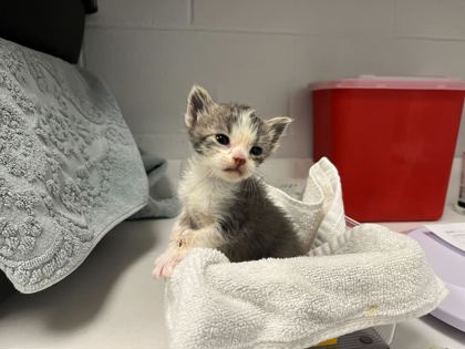 Shelter Stray Male Cat last seen E 37th St and Bellefontaine Ave, KCMO, 64128, 64128, MO, 7077 Elmwood Ave, Kansas City, MO 64132, USA