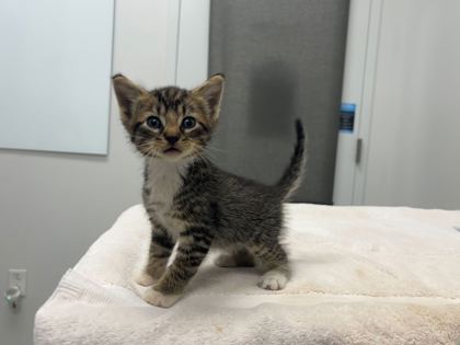 Shelter Stray Male Cat last seen Winchester Ave and 8th St, KCMO, 64168, MO, 7077 Elmwood Ave, Kansas City, MO 64132, USA