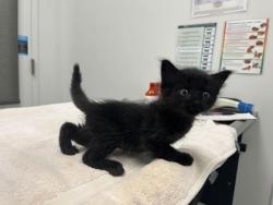 Shelter Stray Male Cat last seen Winchester Ave and 8th St, KCMO, 64168, MO, 7077 Elmwood Ave, Kansas City, MO 64132, USA