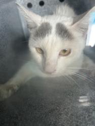 Shelter Stray Male Cat last seen Near Glencrest Dr, South District, TX, 355 Hillshire Dr, Haslet, TX 76052, USA