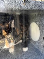 Shelter Stray Female Cat last seen Near Candleridge Cir Apt 1503, South District, TX, 355 Hillshire Dr, Haslet, TX 76052, USA
