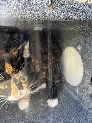 Shelter Stray Female Cat last seen Near Candleridge Cir Apt 1503, South District, TX, 355 Hillshire Dr, Haslet, TX 76052, USA