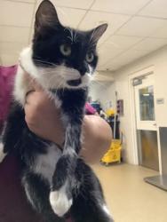 Shelter Stray Female Cat last seen Near Stanley Avenue, South District, TX, 355 Hillshire Dr, Haslet, TX 76052, USA