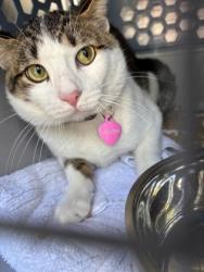 Shelter Stray Female Cat last seen Near Candleridge Cir Apt 1503, South District, TX, 355 Hillshire Dr, Haslet, TX 76052, USA