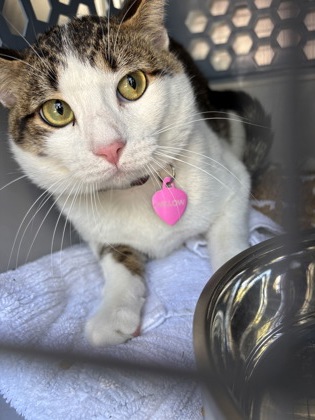 Shelter Stray Female Cat last seen Near Candleridge Cir Apt 1503, South District, TX, 355 Hillshire Dr, Haslet, TX 76052, USA