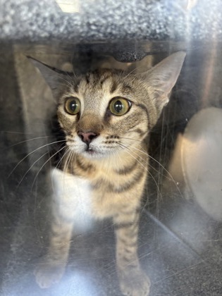Shelter Stray Unknown Cat last seen Near Candleridge Cir Apt 1503, South District, TX, 355 Hillshire Dr, Haslet, TX 76052, USA