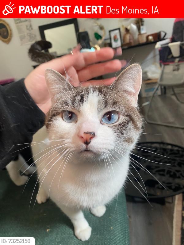 Lost Male Cat last seen E walnut street, Des Moines, IA 50317