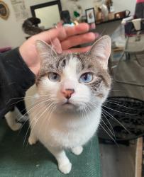 Lost Male Cat last seen E walnut street, Des Moines, IA 50317