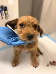 Shelter Stray Male Dog last seen S Maple & E Date Ave, Fresno Zone Fresno CO 1A 93725, CA, 1510 W Dan Ronquillo Dr, Fresno, CA 93706, USA