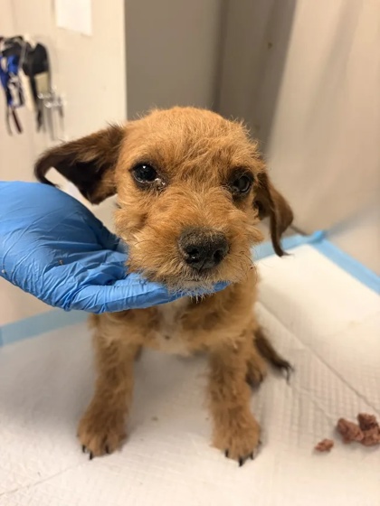 Shelter Stray Male Dog last seen S Maple & E Date Ave, Fresno Zone Fresno CO 1A 93725, CA, 1510 W Dan Ronquillo Dr, Fresno, CA 93706, USA